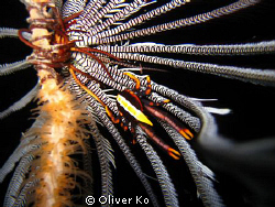 Squat Lobster found in Moalboal, Cebu by Oliver Ko 